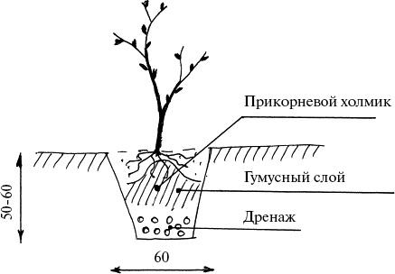 Виноград, малина, смородина, крыжовник и другие ягоды