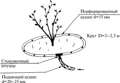 Виноград, малина, смородина, крыжовник и другие ягоды