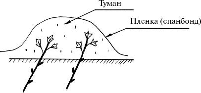 Виноград, малина, смородина, крыжовник и другие ягоды