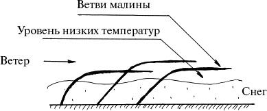 Виноград, малина, смородина, крыжовник и другие ягоды