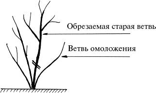 Виноград, малина, смородина, крыжовник и другие ягоды