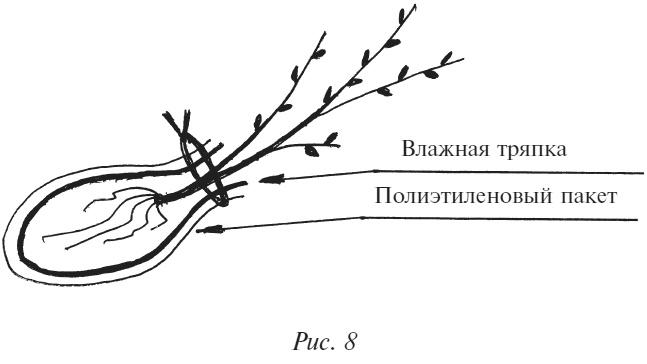 Плодовые кусты вашего сада