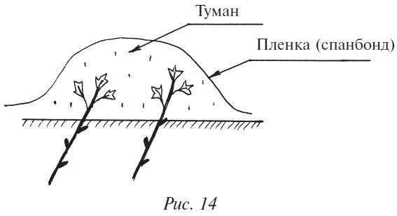 Плодовые кусты вашего сада