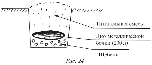 Плодовые кусты вашего сада