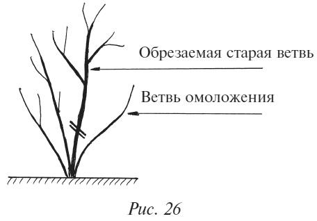 Плодовые кусты вашего сада