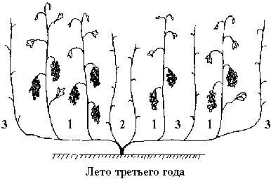 Виноград вашего сада в средней полосе России