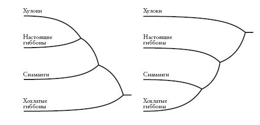 Рассказ предка. Паломничество к истокам жизни