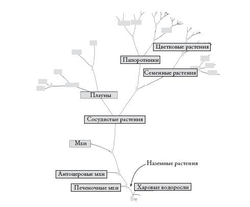 Рассказ предка. Паломничество к истокам жизни