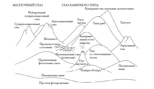 Рассказ предка. Паломничество к истокам жизни