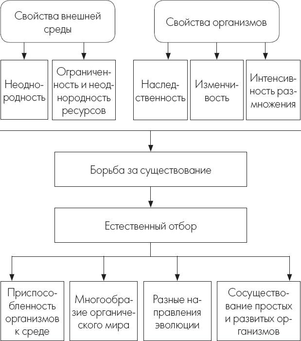 Теория эволюции за 1 час