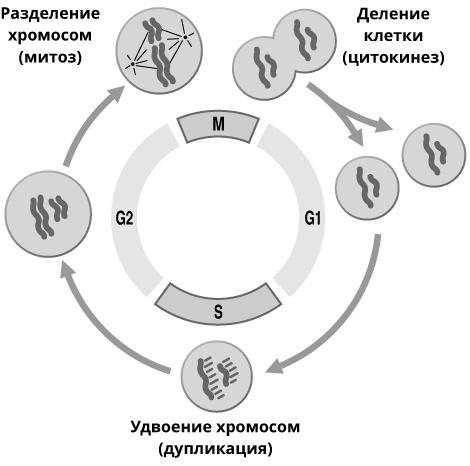 Геном человека: Энциклопедия, написанная четырьмя буквами