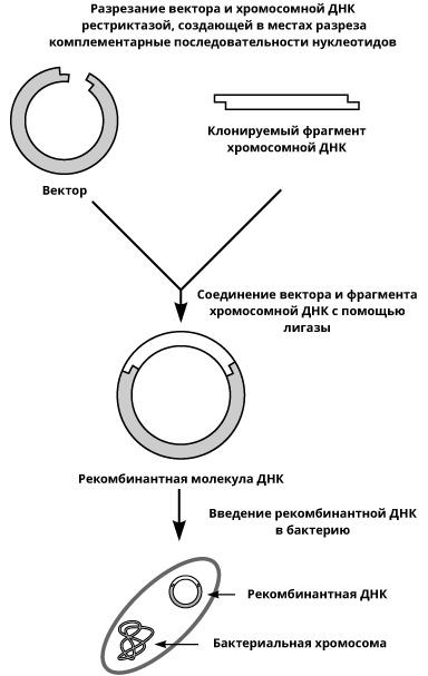 Геном человека: Энциклопедия, написанная четырьмя буквами