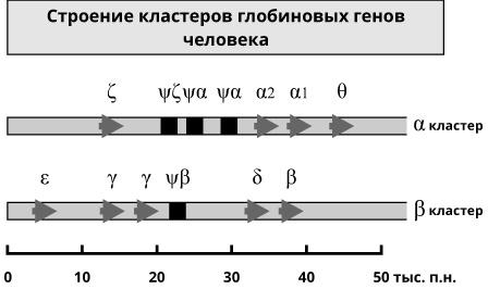 Геном человека: Энциклопедия, написанная четырьмя буквами