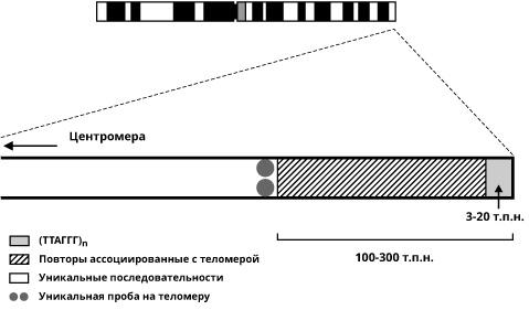 Геном человека: Энциклопедия, написанная четырьмя буквами