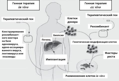 Геном человека: Энциклопедия, написанная четырьмя буквами