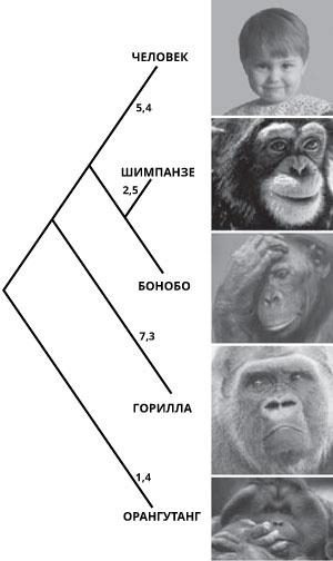 Геном человека: Энциклопедия, написанная четырьмя буквами