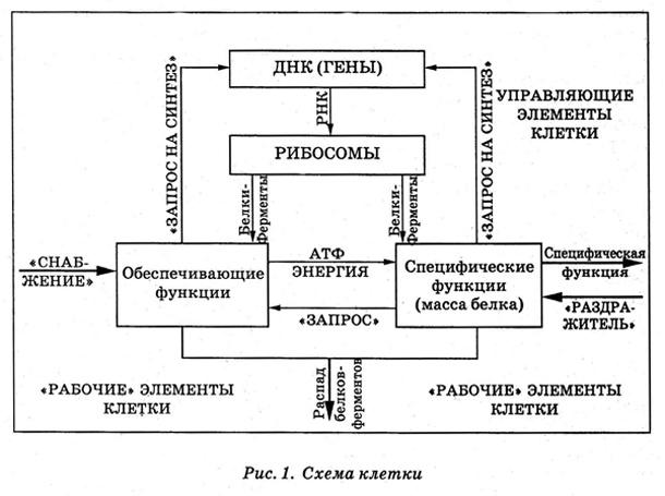 Энциклопедия Амосова. Алгоритм здоровья