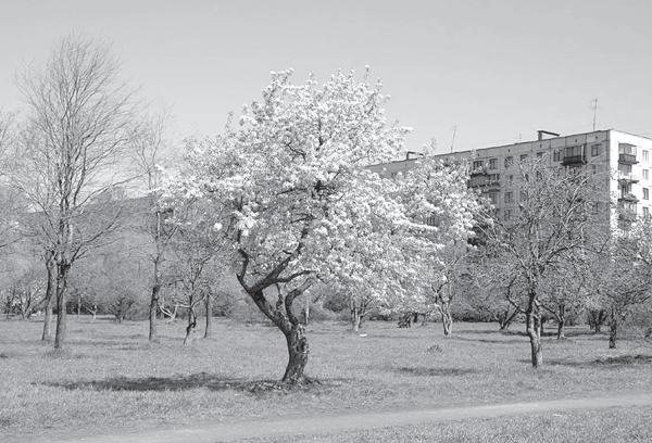 Исторические районы Петербурга от А до Я