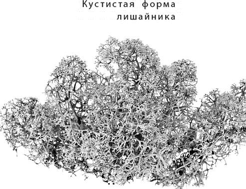 Лесная сказка. С вопросами и ответами для почемучек