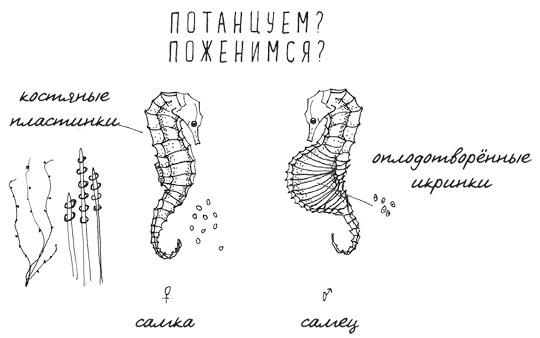 Может ли жираф облизать свои уши?