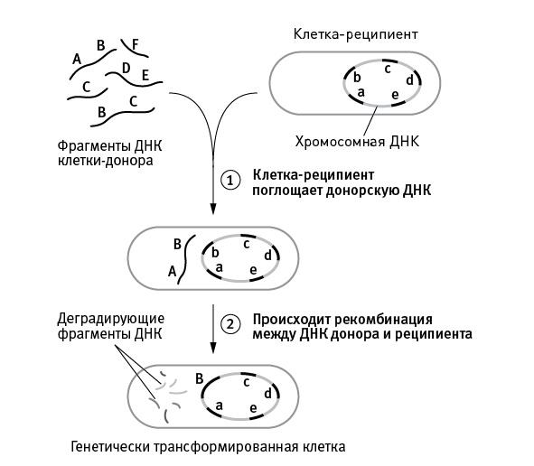 Перспективы отбора