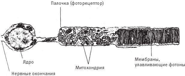 Восхождение на гору Невероятности