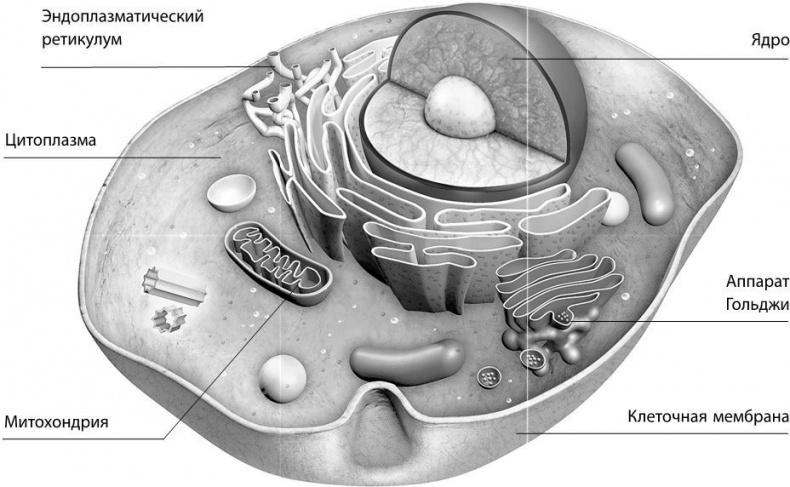 Взламывая биологию