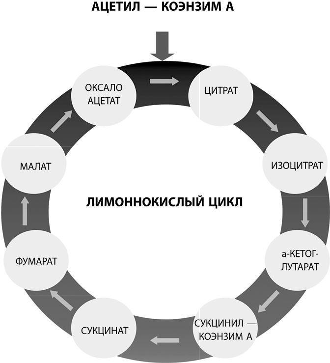 Взламывая биологию