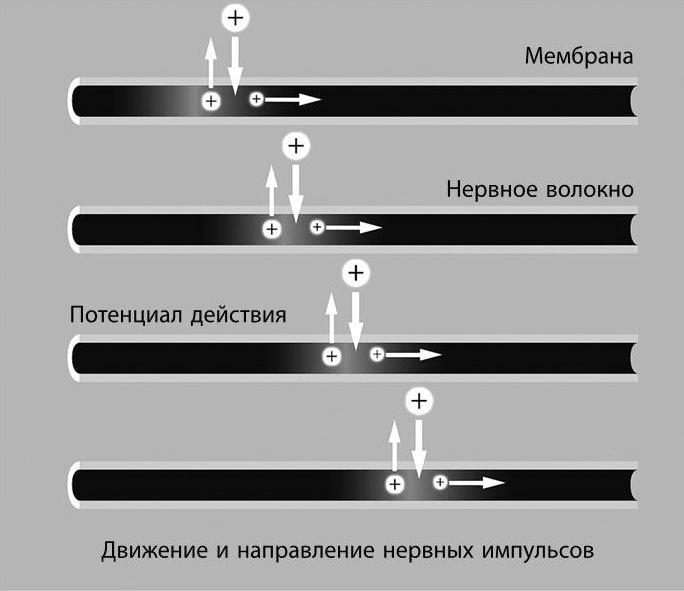 Взламывая биологию