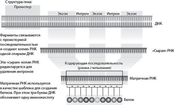 Эволюция. От Дарвина до современных теорий