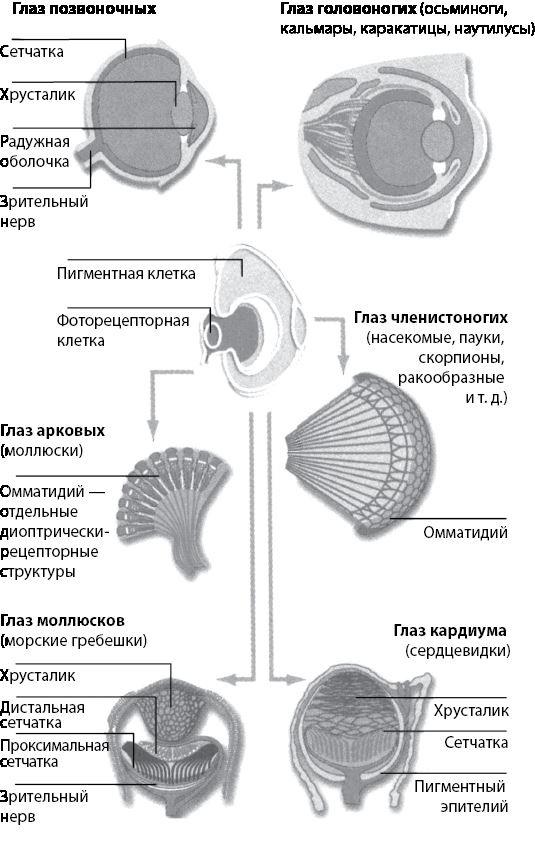 Эволюция. От Дарвина до современных теорий