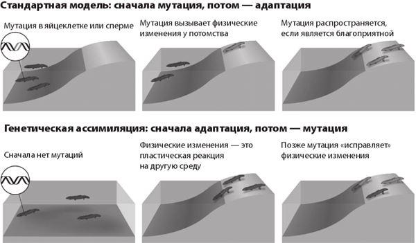 Эволюция. От Дарвина до современных теорий