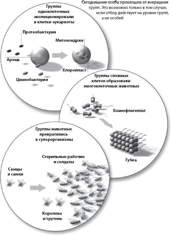 Эволюция. От Дарвина до современных теорий