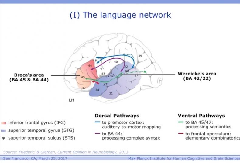 Язык и мозг. Нейробиология раскрывает главную тайну человека