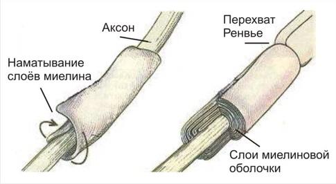 Язык и мозг. Нейробиология раскрывает главную тайну человека