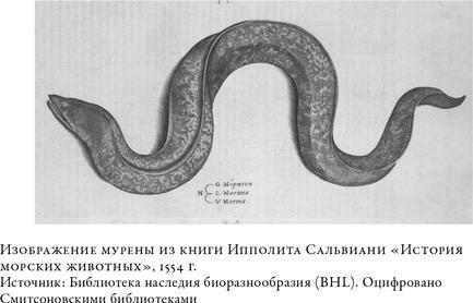 О чём молчат рыбы. Путеводитель по жизни морских обитателей