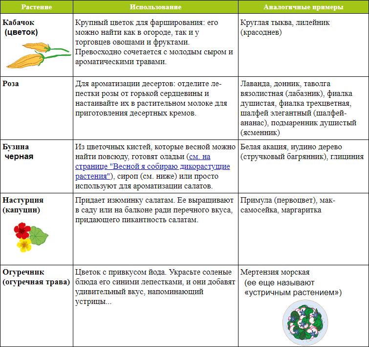 Мой блокнот. Сила растений