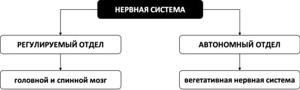 Без невроза. Как перестать паниковать и беспокоиться и научиться думать и действовать по-новому