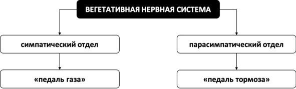 Без невроза. Как перестать паниковать и беспокоиться и научиться думать и действовать по-новому