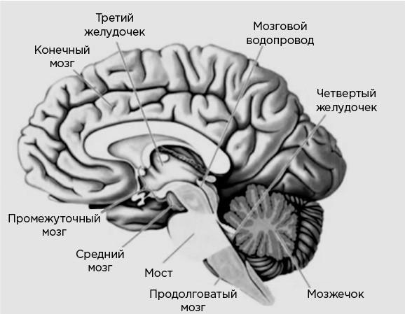 Мозг и его потребности. От питания до признания