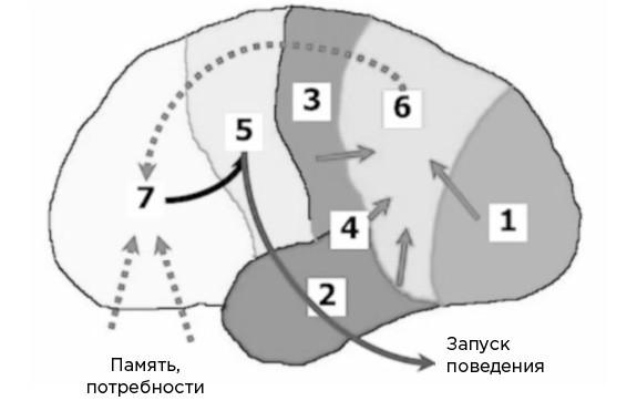 Мозг и его потребности. От питания до признания