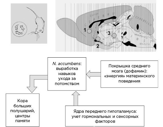 Мозг и его потребности. От питания до признания