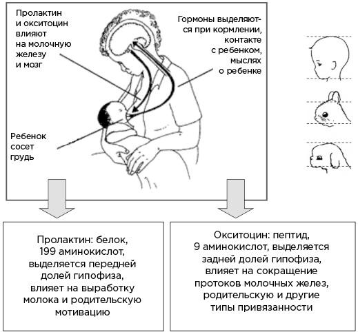 Мозг и его потребности. От питания до признания