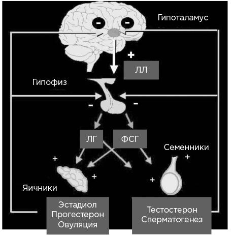 Мозг и его потребности. От питания до признания