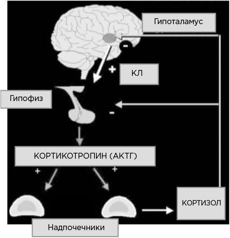 Мозг и его потребности. От питания до признания