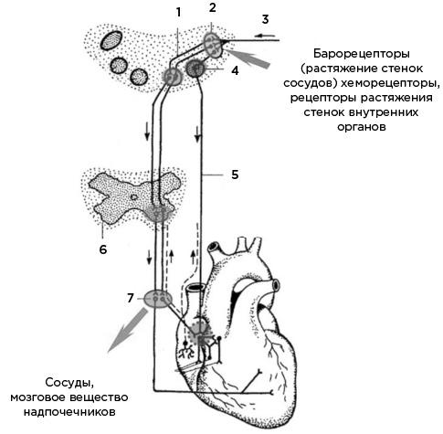 Мозг и его потребности. От питания до признания