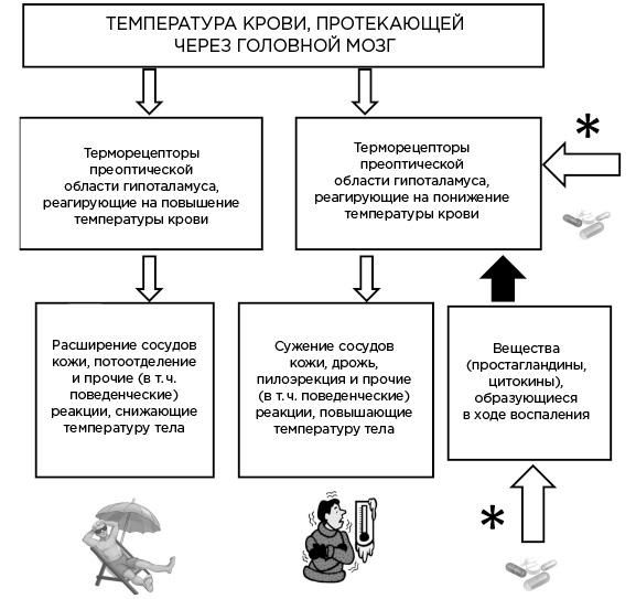 Мозг и его потребности. От питания до признания