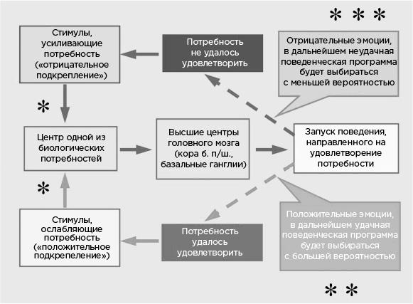 Мозг и его потребности. От питания до признания