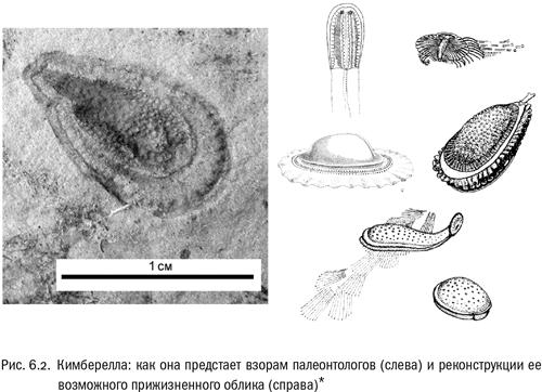 Евангелие от LUCA. В поисках родословной животного мира