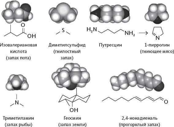 Обоняние. Увлекательное погружение в науку о запахах